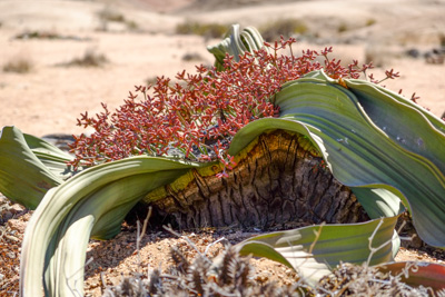 1504 welwitschia03
