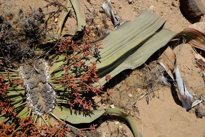 1504 welwitschia05